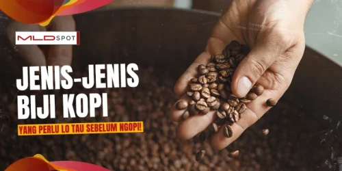Sering Ngopi, Tapi Belum Tau Jenis Biji Kopi? Cari Tau Di Sini!